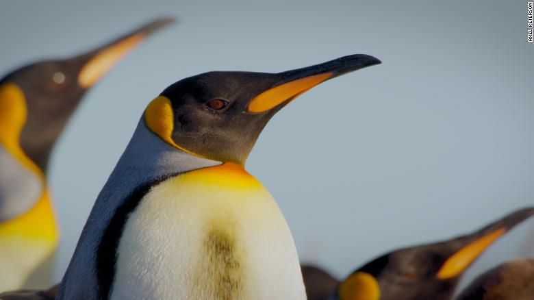 King penguins are making a surprising comeback in Patagonia.