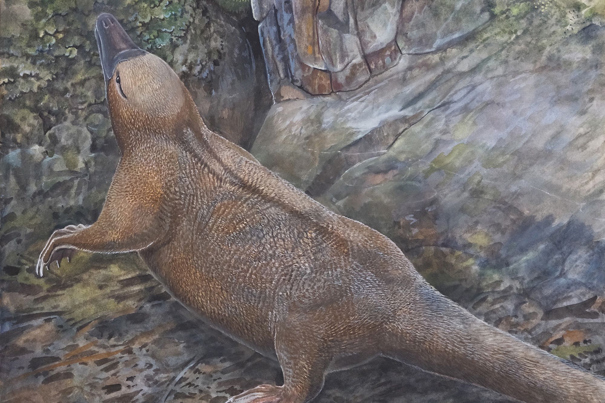 An artist’s impression depicts Kryoryctes at Dinosaur Cove in Australia. 