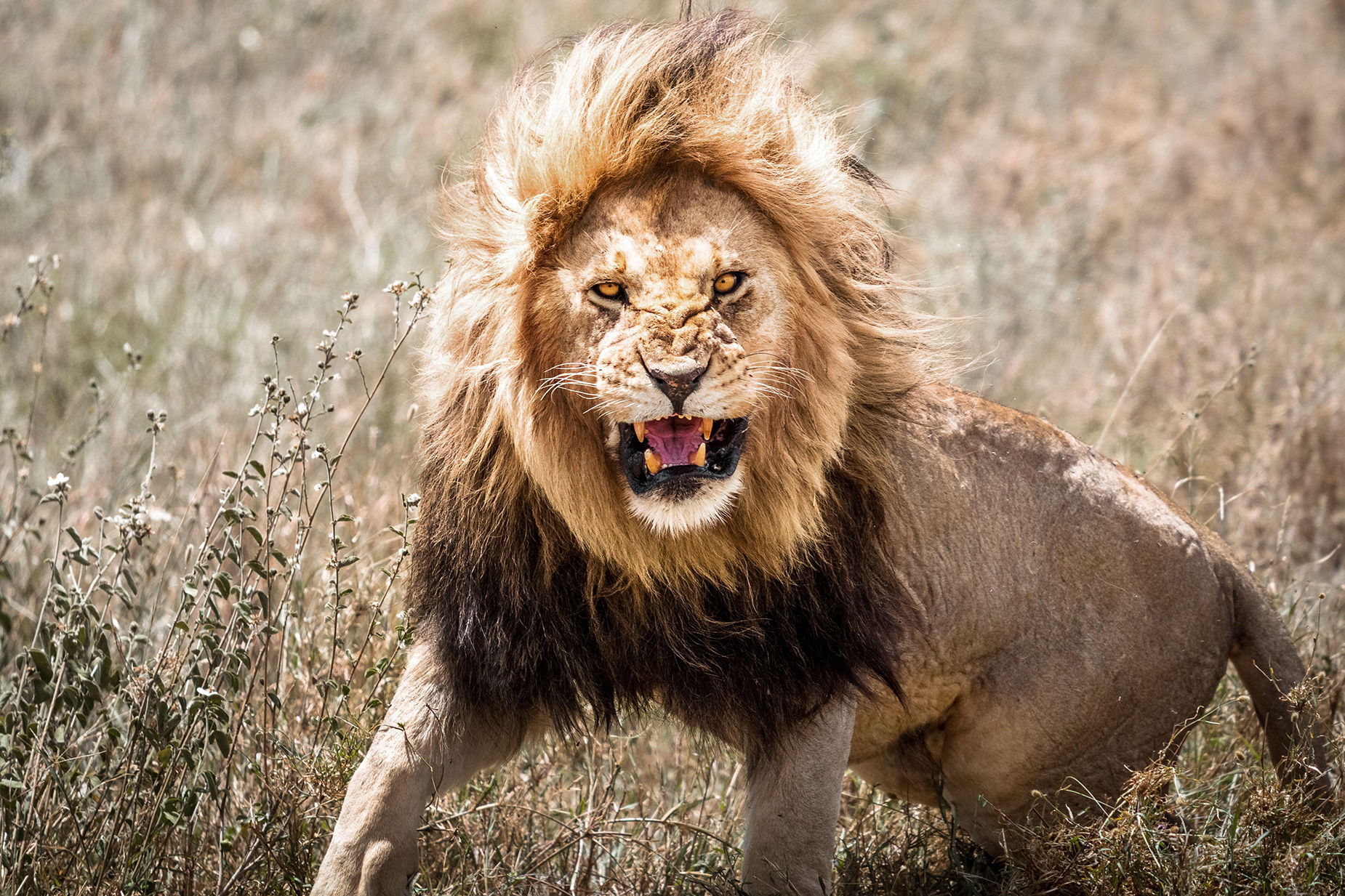 A male lion in the wild