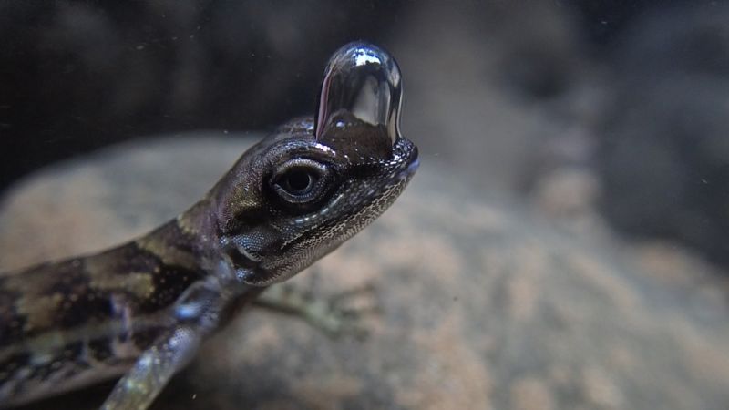 A diving anole lizard uses a small air bubble to breathe underwater.