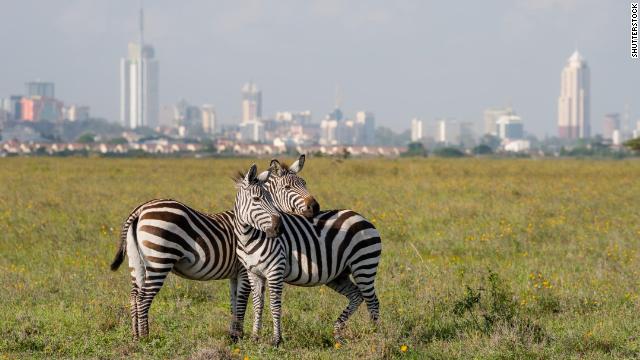 Zebra graze with Nairobi skyline in background