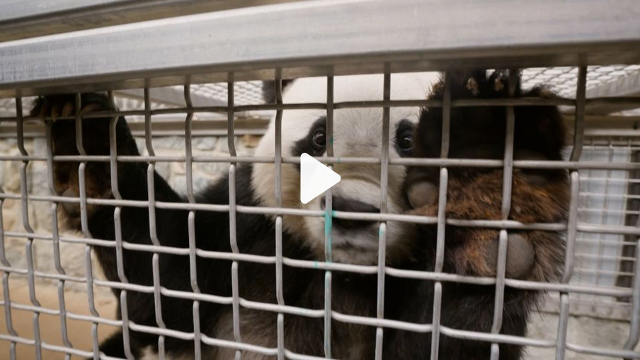 Giant panda