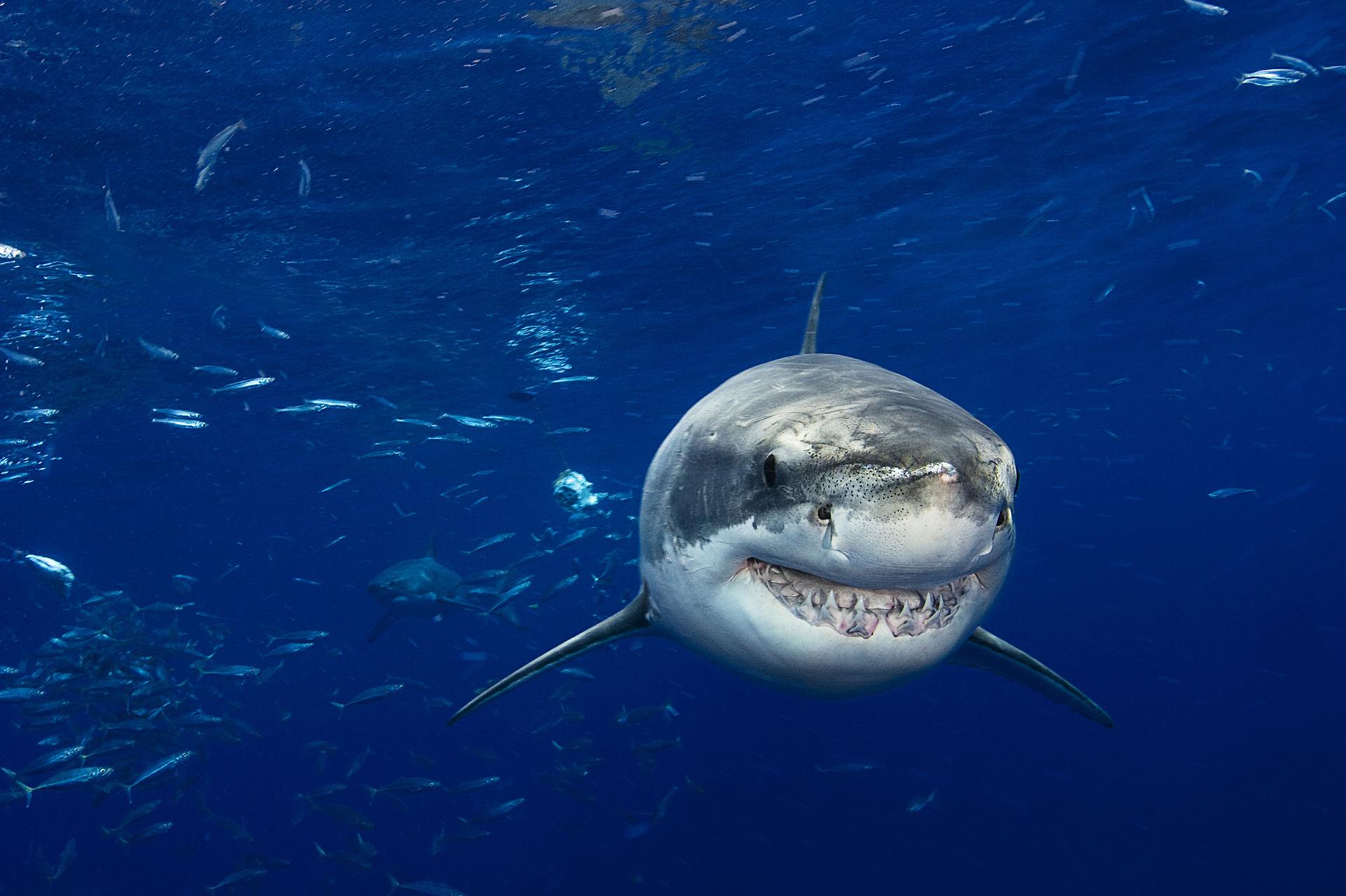 Great white shark