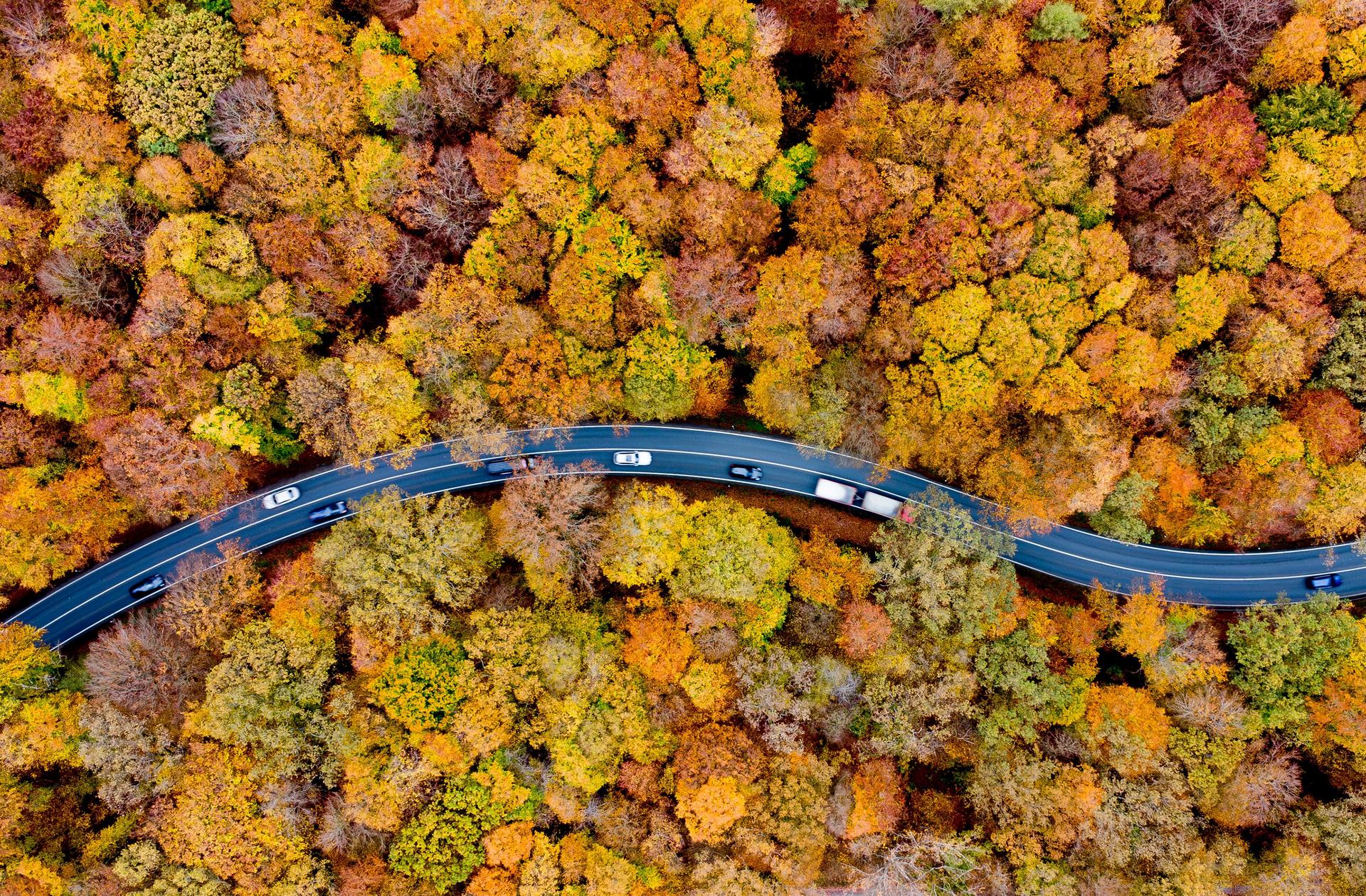 A forest in Usingen, Germany