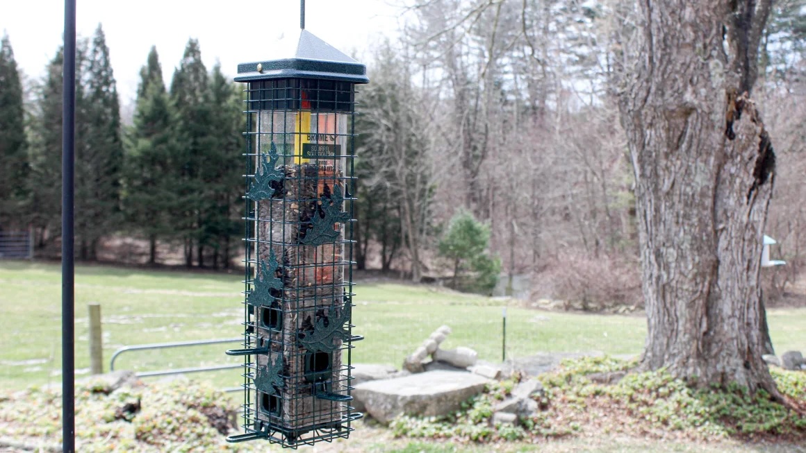 Bird feeder outdoors
