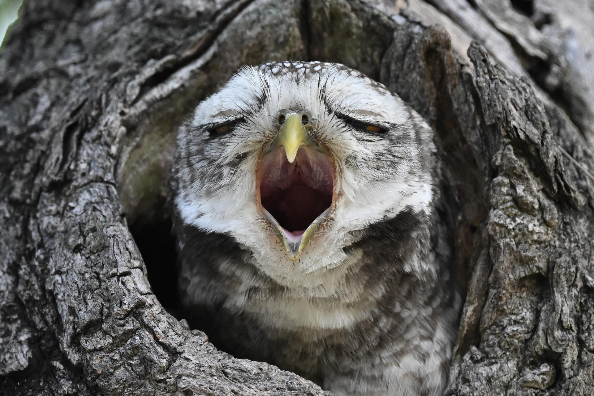 Yawning spotted owlet